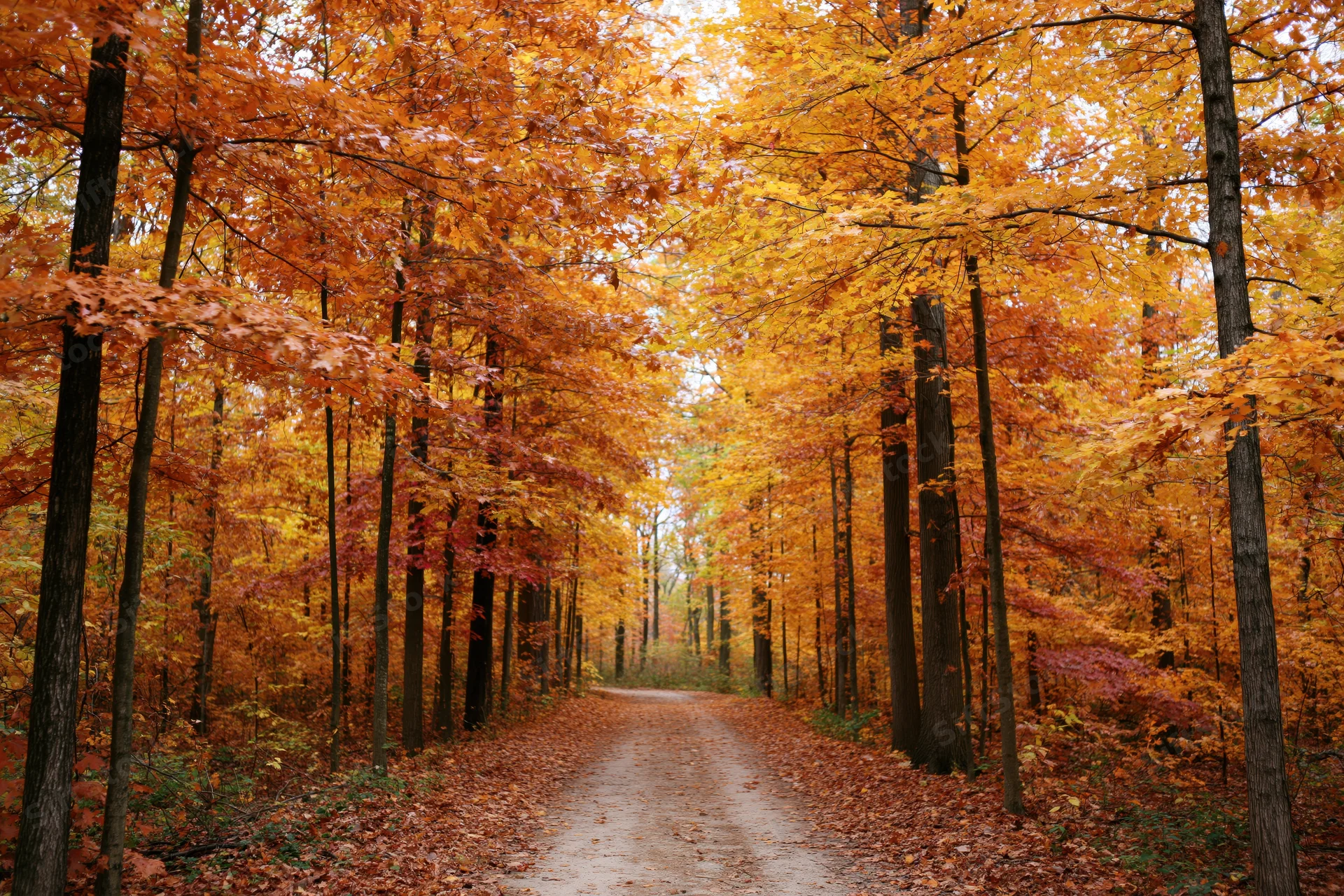 Narrow dirt path winding through dense autumn forest lined with colorful trees