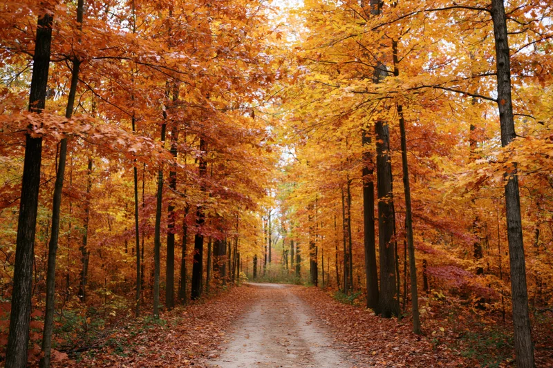 Narrow dirt path winding through dense autumn forest lined with colorful trees