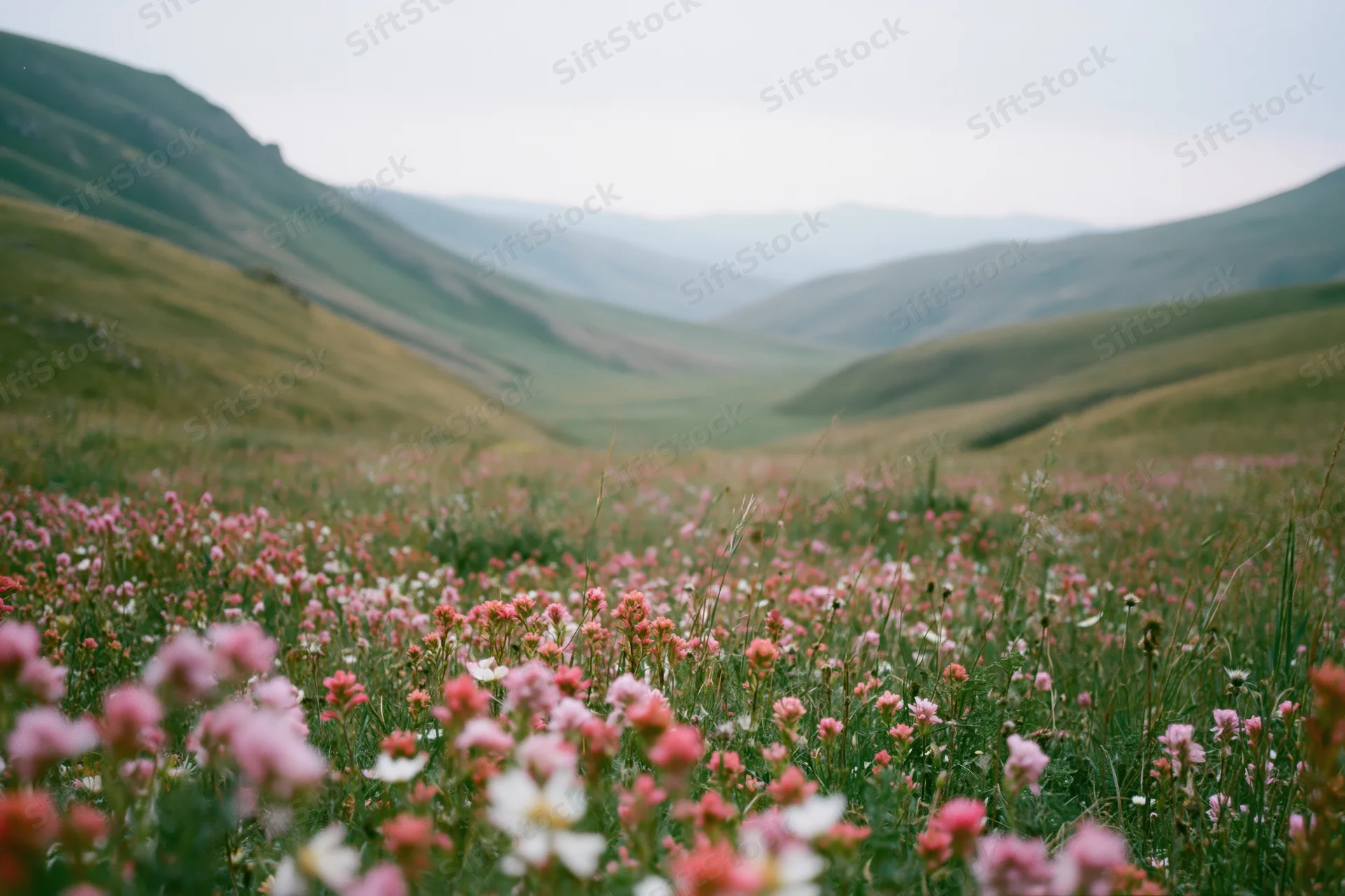 Wildflowers blooming across a green meadow in a valley between rolling hills