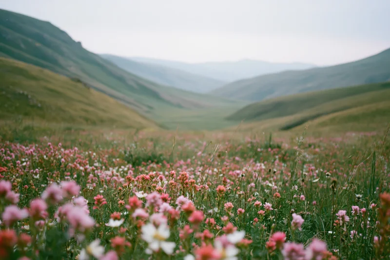 Wildflowers blooming across a green meadow in a valley between rolling hills