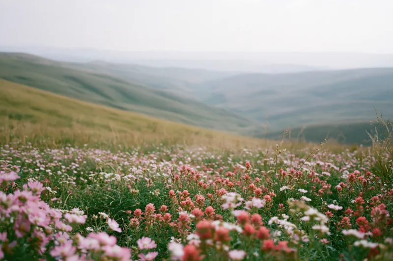 Wildflowers blooming across rolling green hills in a meadow