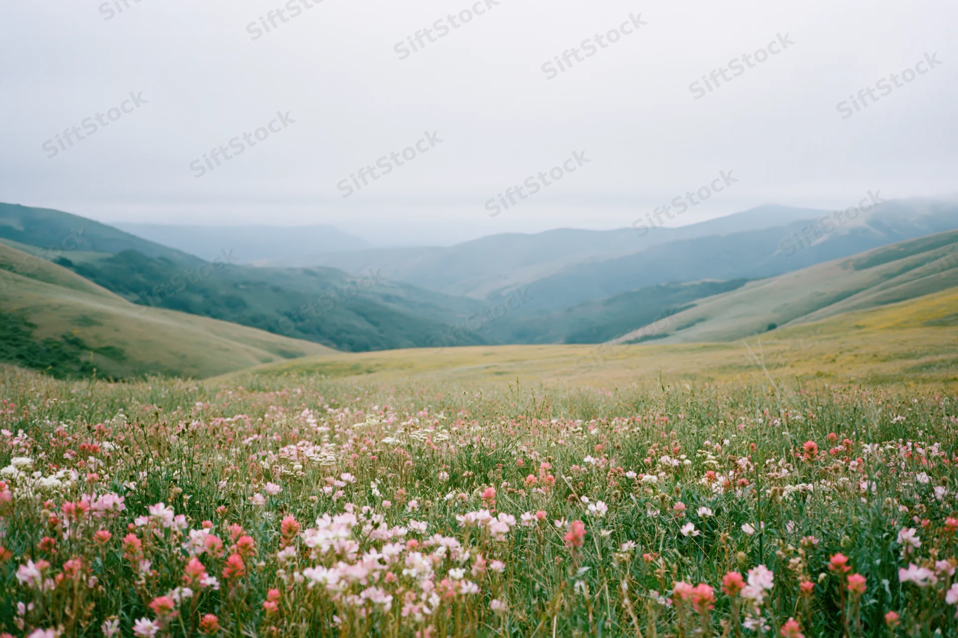 Wildflowers blooming across a rolling green meadow in a mountain valley