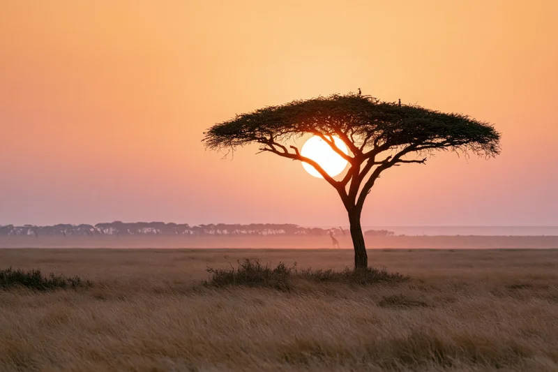 Lone flat-topped acacia tree silhouetted against sunset in african savanna grassland