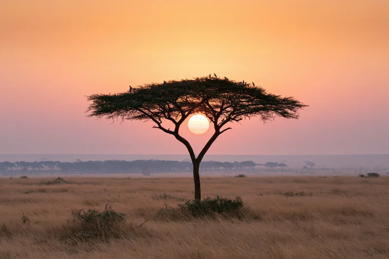 Lone acacia tree silhouetted against sunset sky in african savanna grassland
