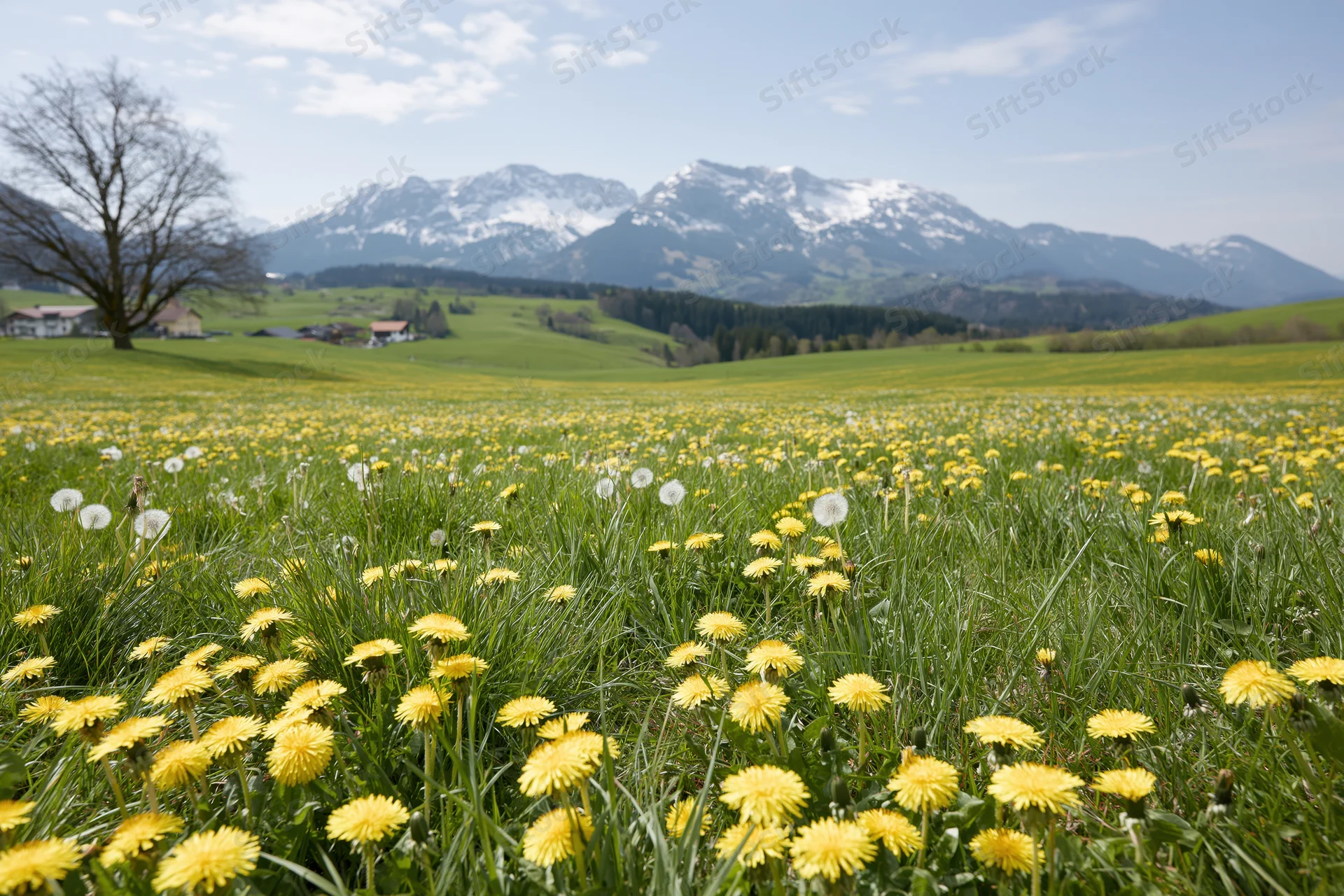 Alpine meadow in spring bloom with yellow dandelions and snow-capped mountains in the background