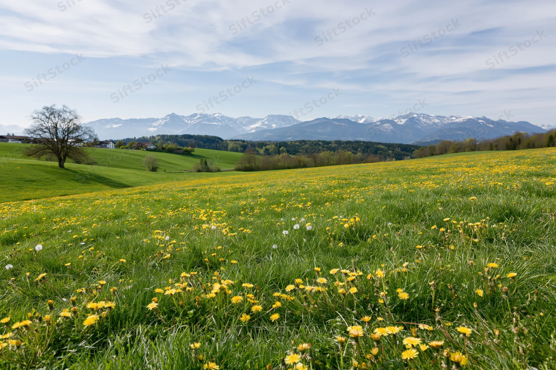 Alpine meadow in spring bloom with yellow wildflowers and snow-capped mountains in the distance