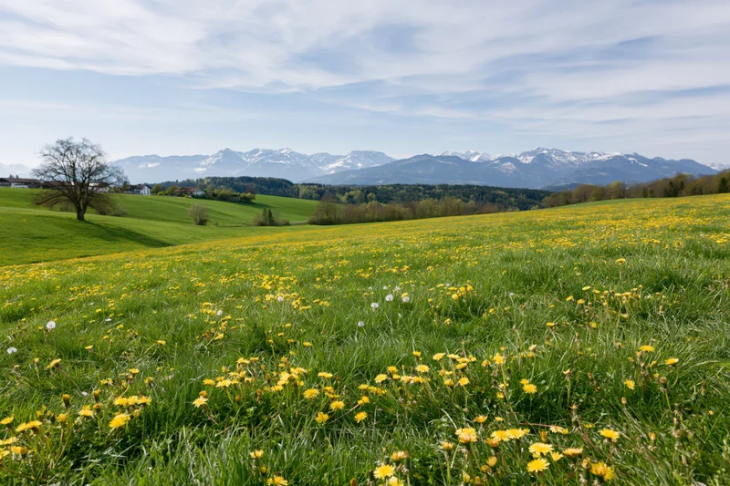 Alpine meadow in spring bloom with yellow wildflowers and snow-capped mountains in the distance