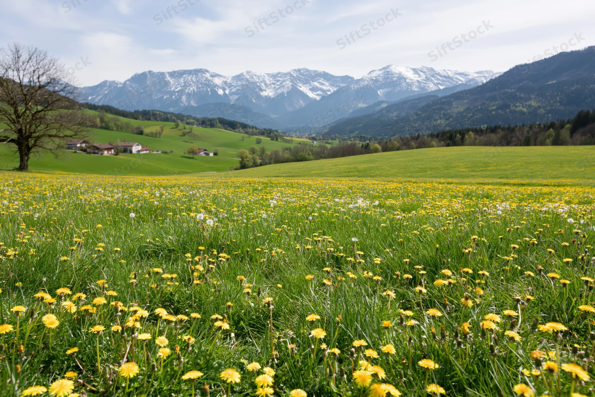 Alpine meadow in spring bloom with yellow dandelions and snow-capped mountains in the background