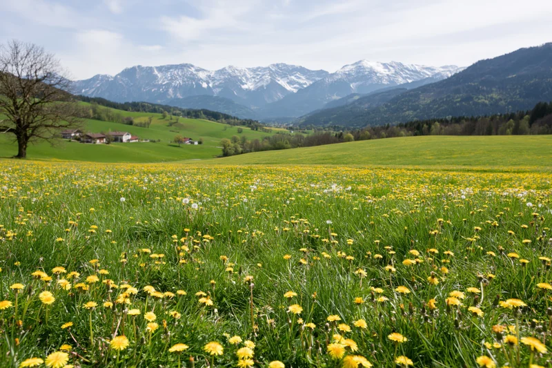 Alpine meadow in spring bloom with yellow dandelions and snow-capped mountains in the background