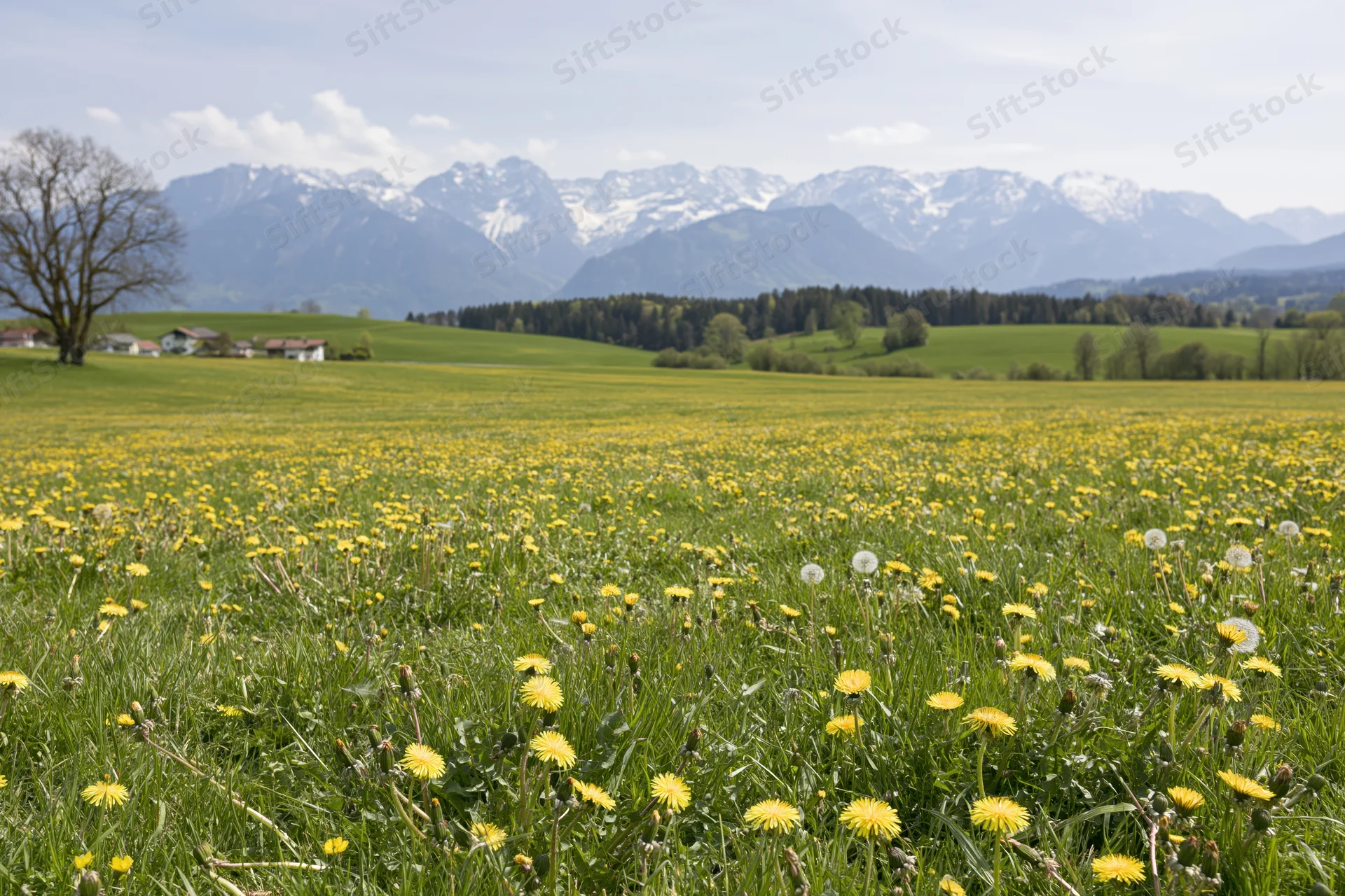 Alpine meadow in spring bloom with yellow dandelions and snow-capped mountains in the background