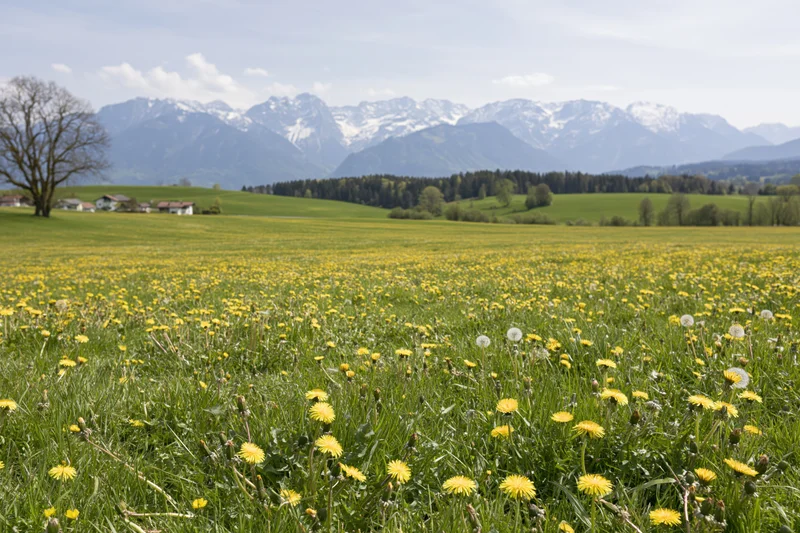 Alpine meadow in spring bloom with yellow dandelions and snow-capped mountains in the background