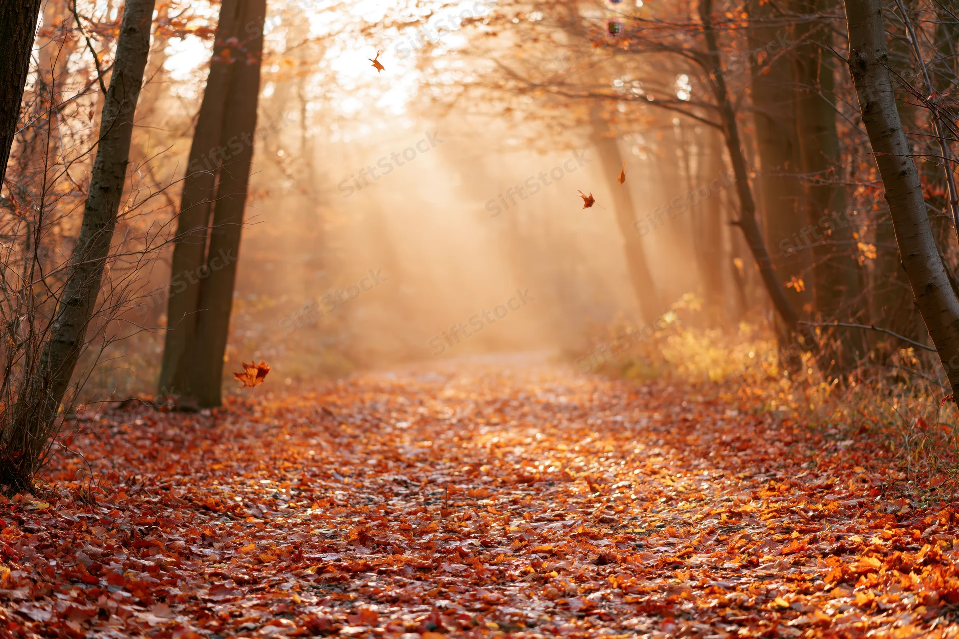 Autumn forest path covered in fallen maple leaves with sunlight filtering through trees