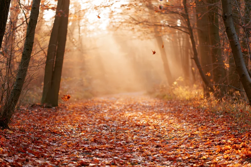 Autumn forest path covered in fallen maple leaves with sunlight filtering through trees