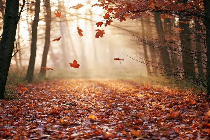 Autumn forest path carpeted in fallen maple leaves with sunlight filtering through trees in morning mist