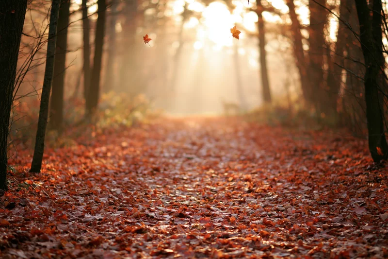 Autumn forest path carpeted in fallen maple leaves with sunlight filtering through trees at sunrise