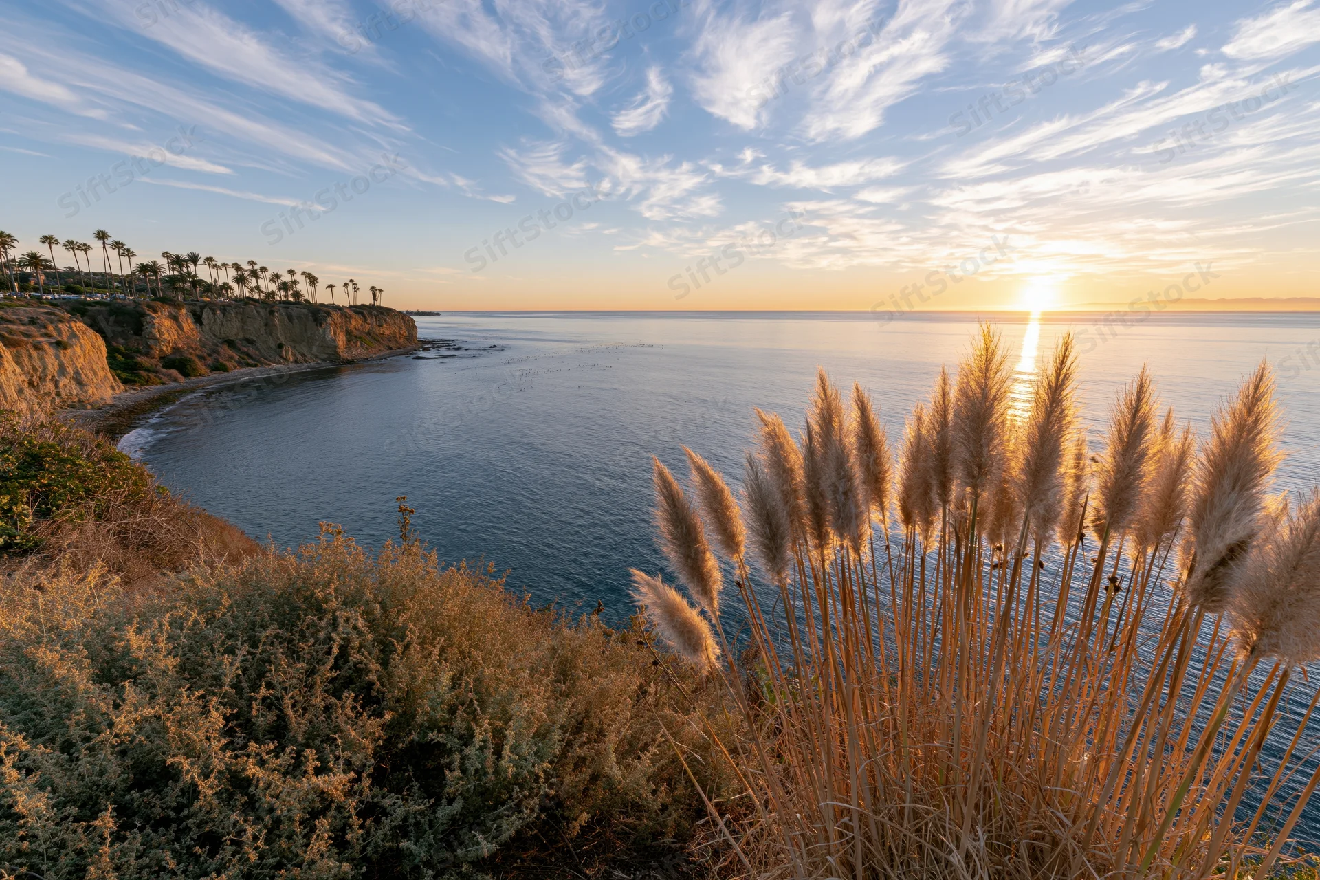 Pampasgrass on a coastal bluff overlooking the calm pacific ocean at golden hour