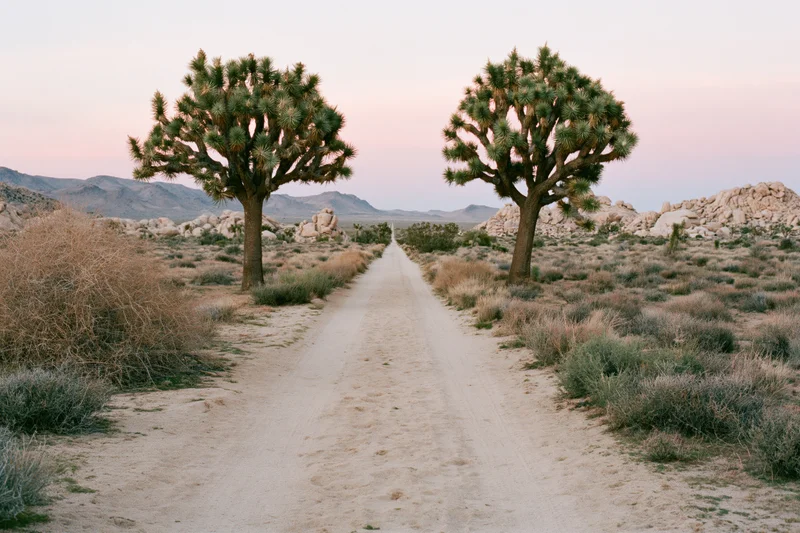 Straight sandy dirt road through mojave desert with joshua trees on either side at dusk