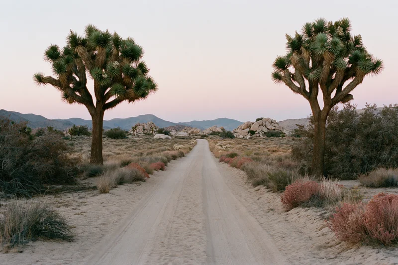 Straight sandy dirt road through mojave desert with joshua trees and distant mountains at dusk