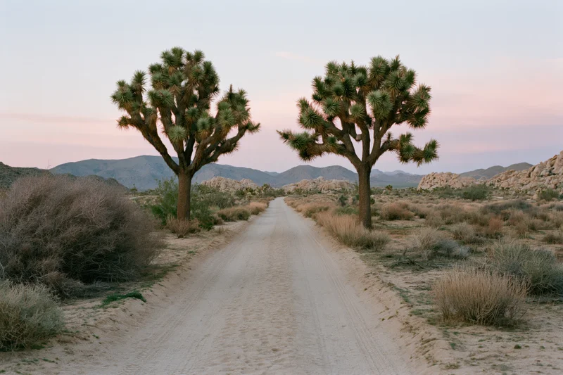 Straight sandy dirt road through mojave desert with joshua trees on either side at dusk