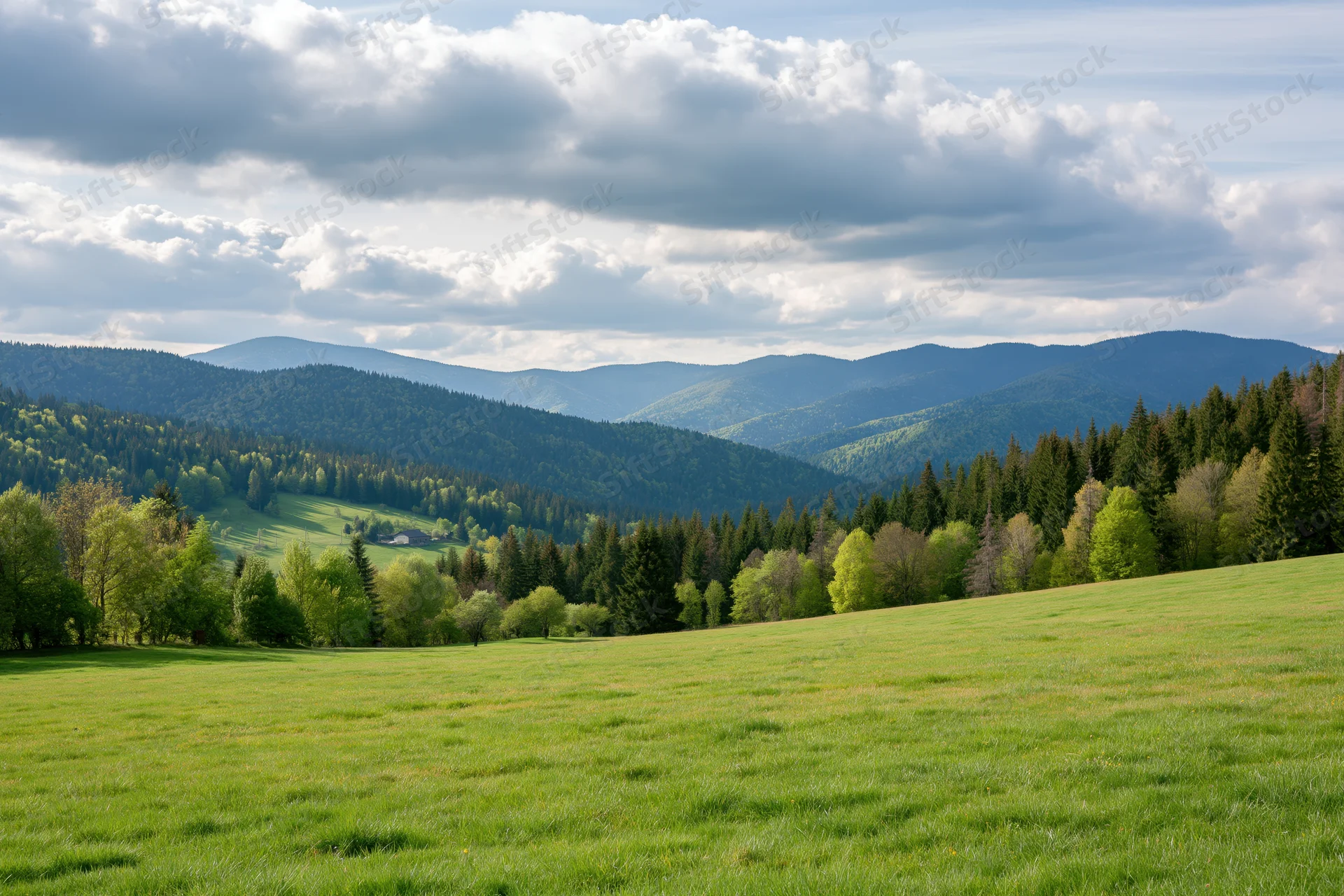 Open grassy meadow in spring rolling toward forested Carpathian mountains under cloudy sky