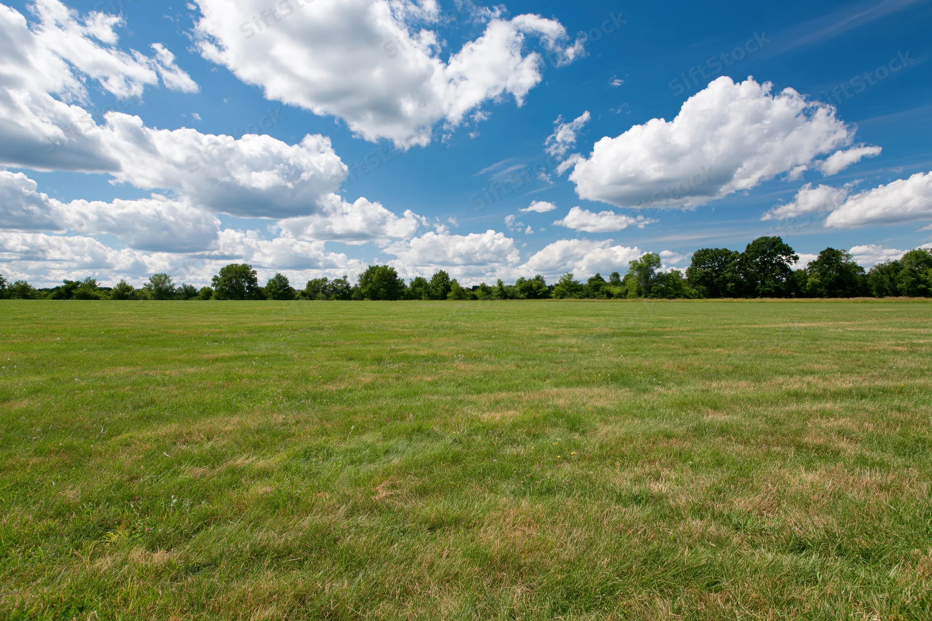 Open grassy meadow stretching to a treeline of mixed deciduous trees under a blue sky with white clouds