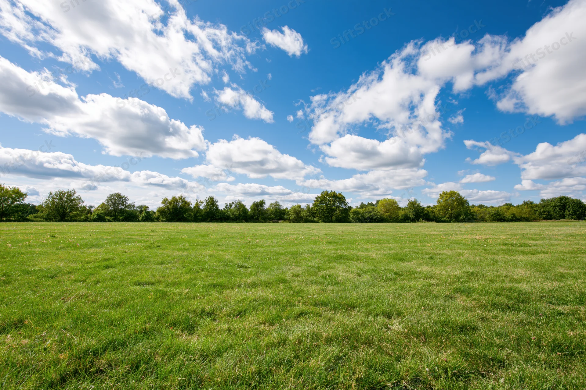 Open grassy meadow stretching to a treeline of mixed deciduous trees under a blue sky with scattered white clouds