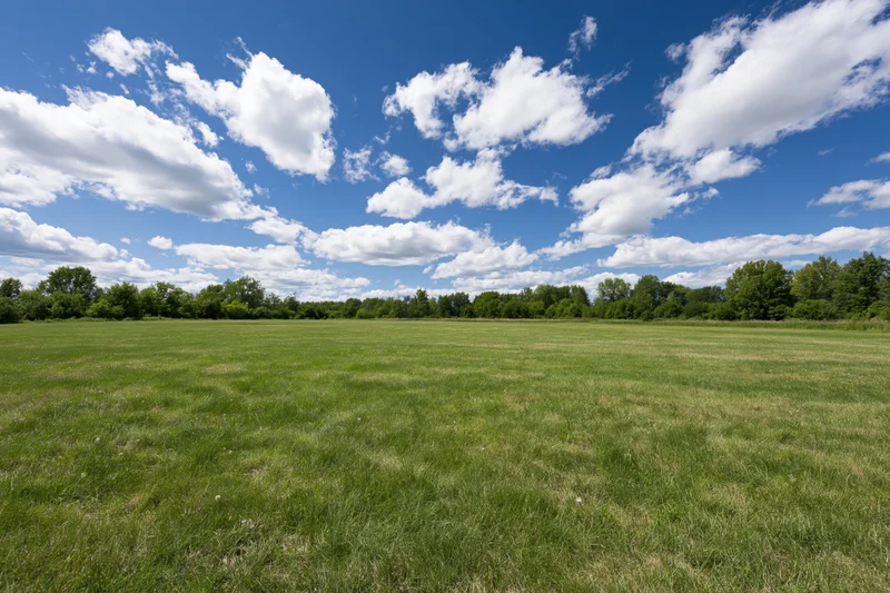 Open grassy meadow stretching to a treeline of mixed deciduous trees under a blue sky with scattered white clouds