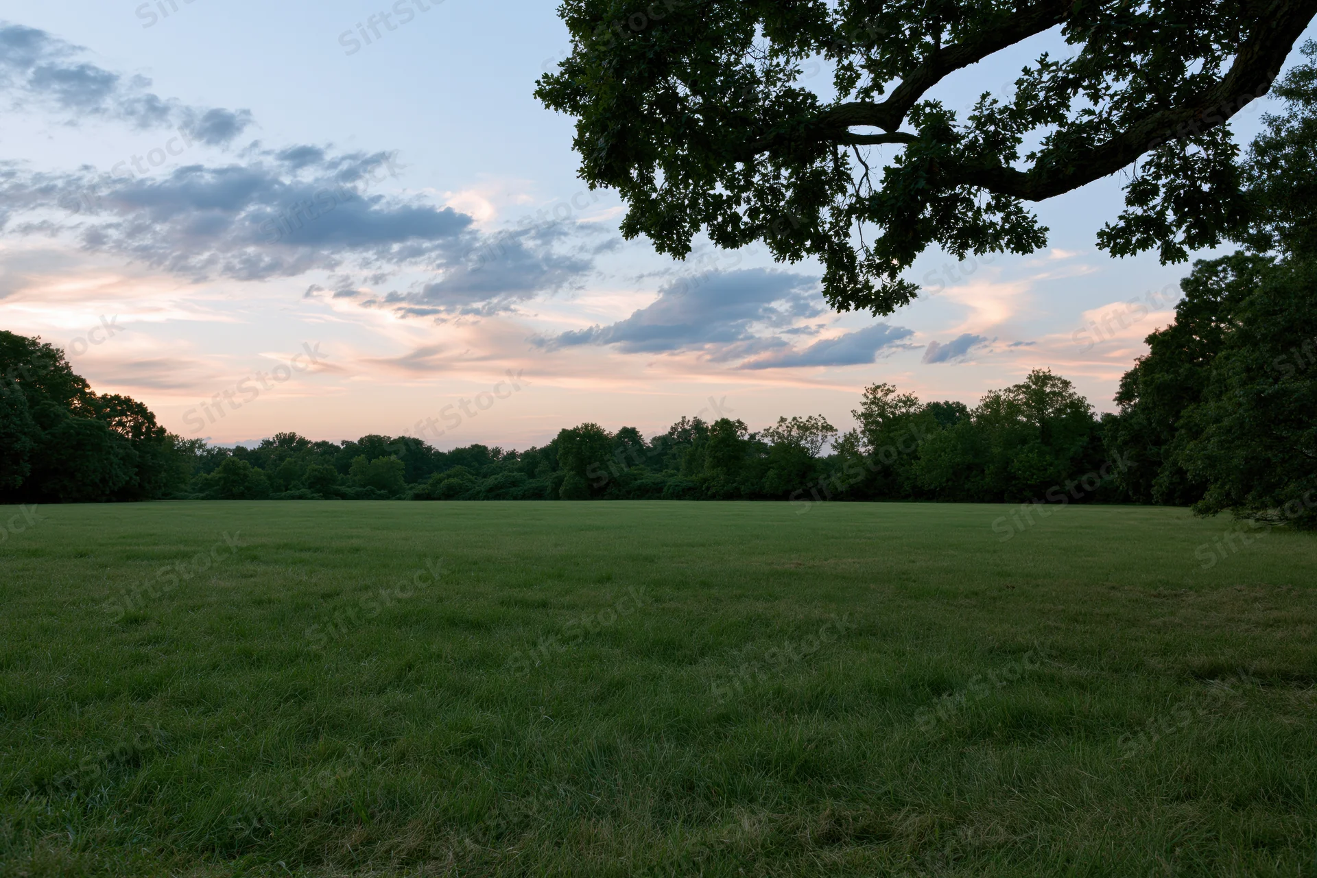 Open green meadow stretching toward a treeline at dusk framed by overhanging branches