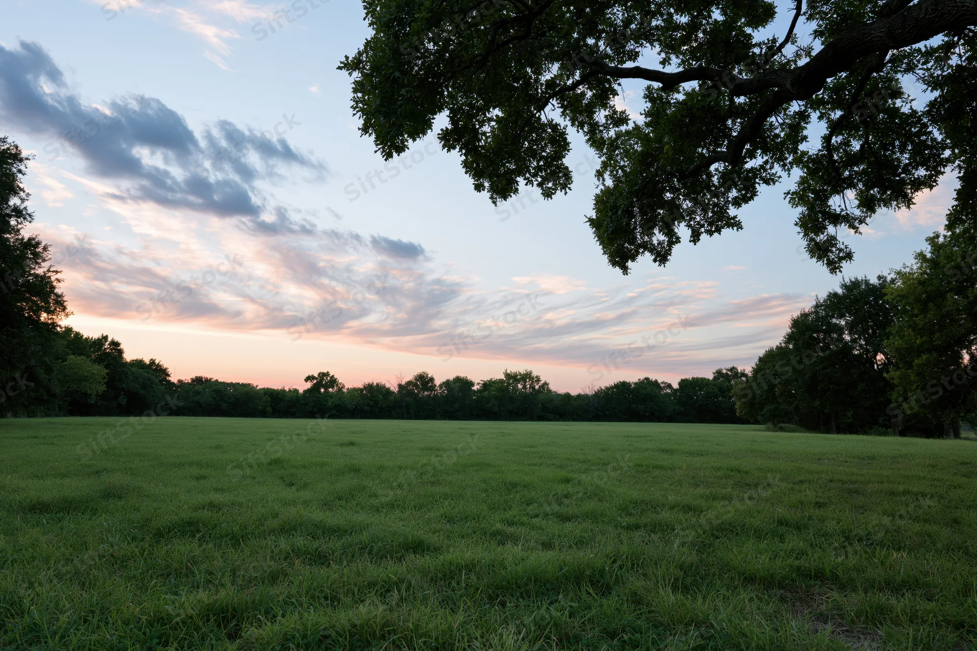 Open green meadow stretching toward a treeline at dusk framed by tree branches above