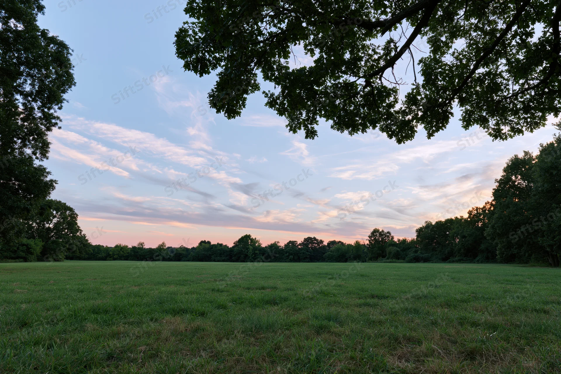 Open green meadow stretching toward a treeline at dusk framed by overhanging branches