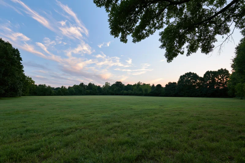 Open green meadow stretching toward a treeline at dusk framed by overhanging branches
