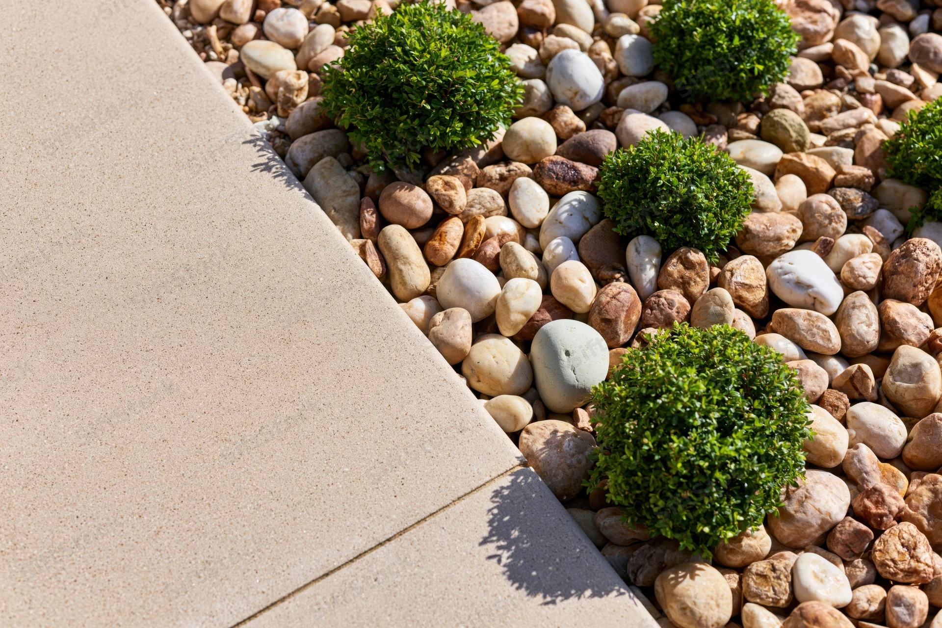 Low-maintenance garden bed with boxwood shrubs arranged in pebbles beside a concrete pathway