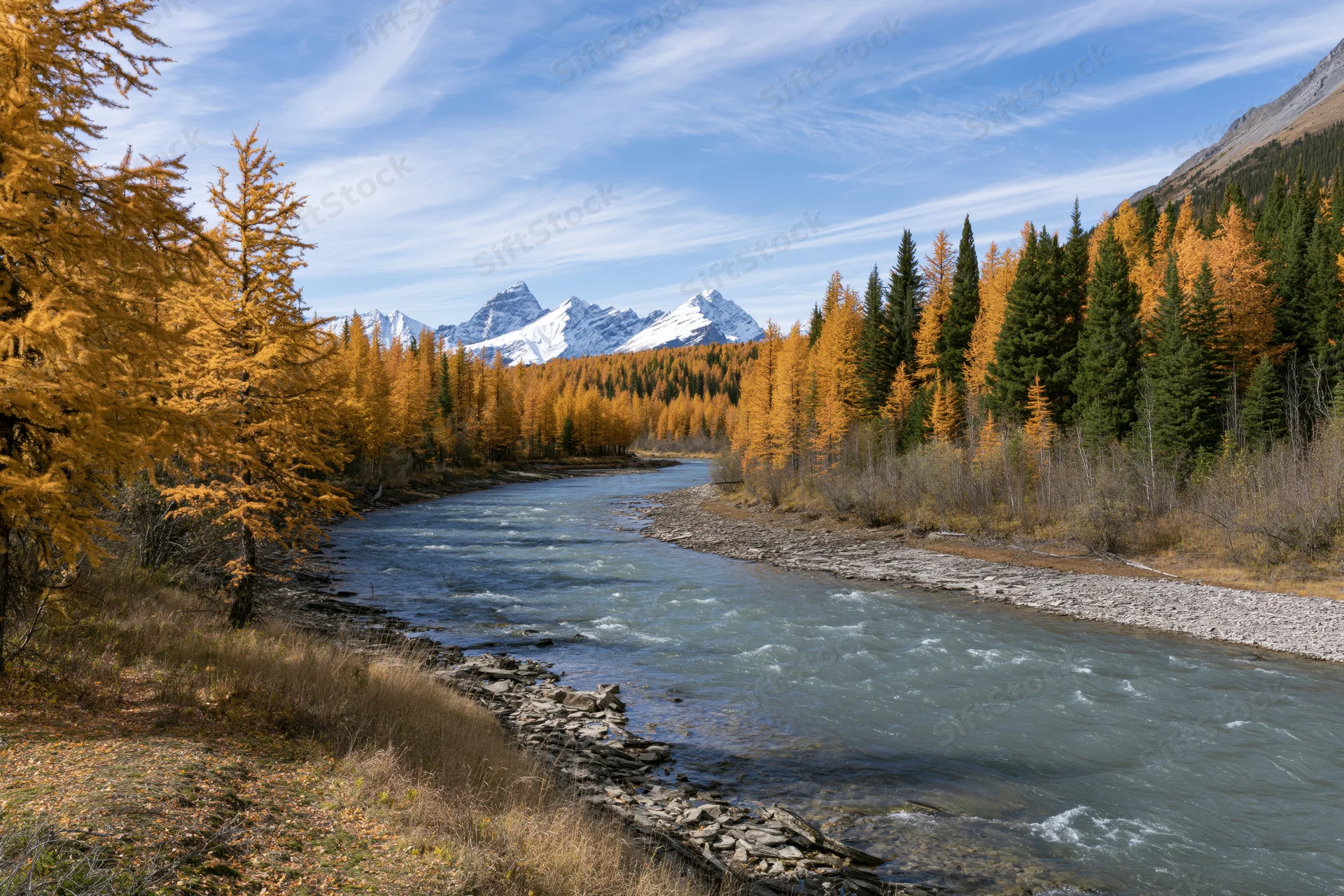 River flowing through valley flanked by autumn larch and pine trees with snow-capped mountains in background