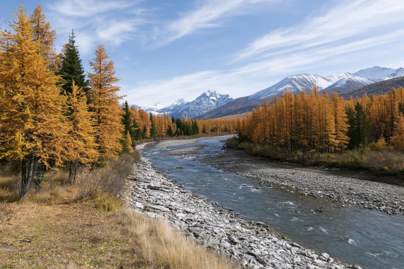 River winding through valley floor flanked by golden larch trees and snow-capped mountains
