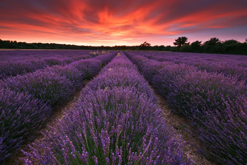 Rows of blooming lavender stretching to the horizon under a fiery sunset sky