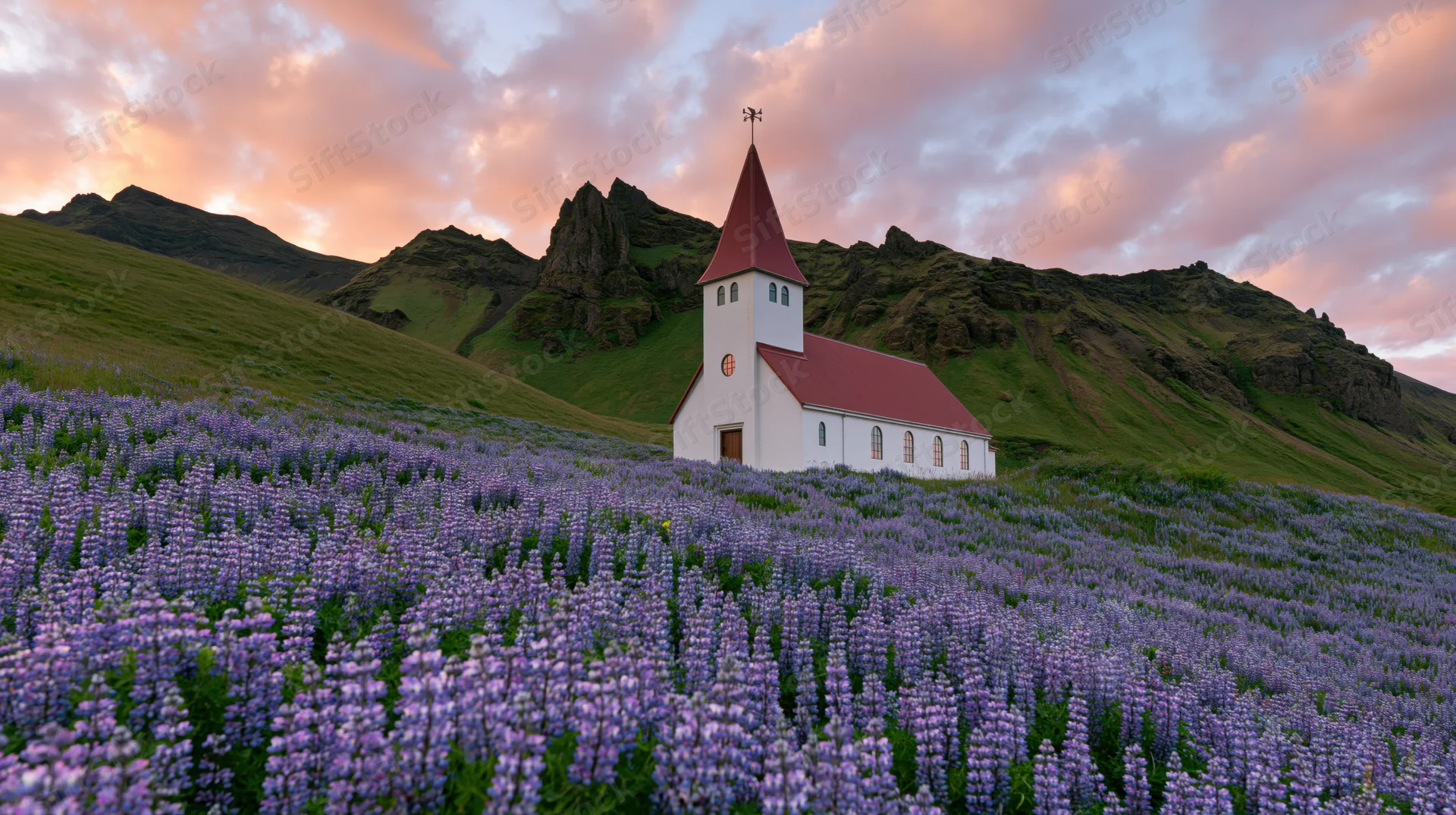 Small white icelandic church with red steeple surrounded by purple lupine field at sunset in rural countryside