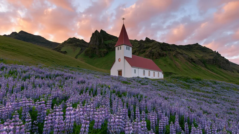 Small white icelandic church with red steeple surrounded by purple lupine field at sunset in rural countryside