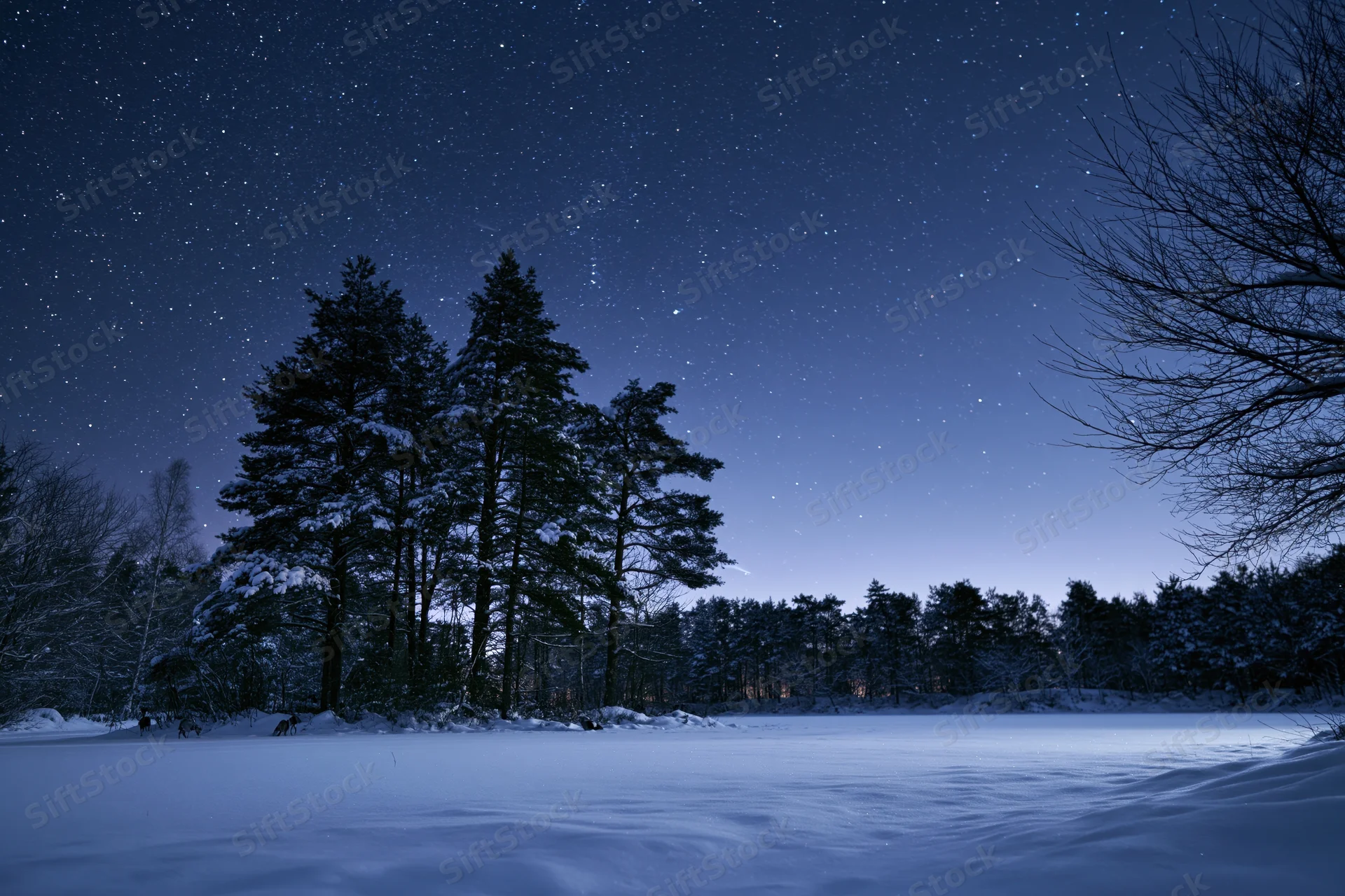 Snow-covered pine and deciduous trees silhouetted against a starry night sky over a frozen lake