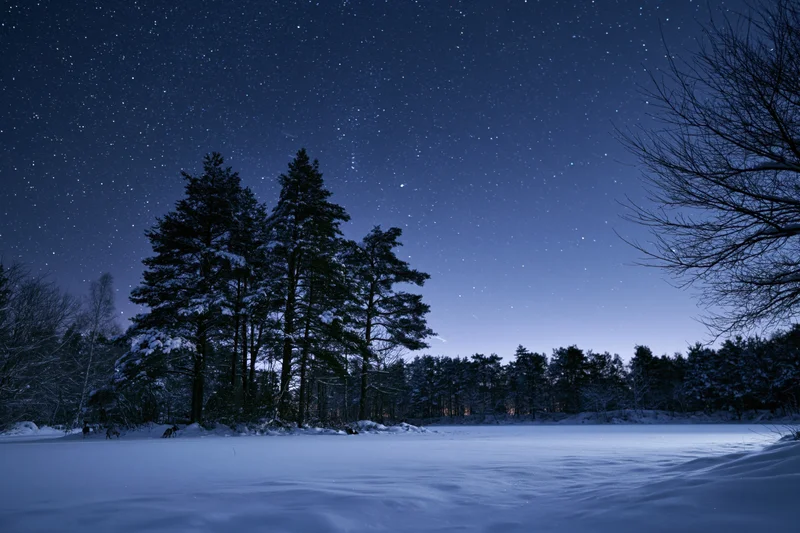 Snow-covered pine and deciduous trees silhouetted against a starry night sky over a frozen lake