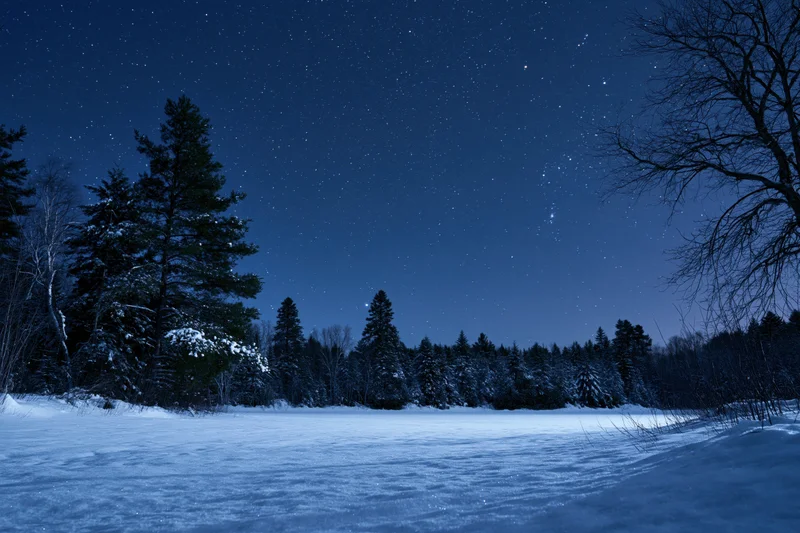 Snow-covered pine and deciduous trees silhouetted against a starry night sky over a frozen lake in a winter forest
