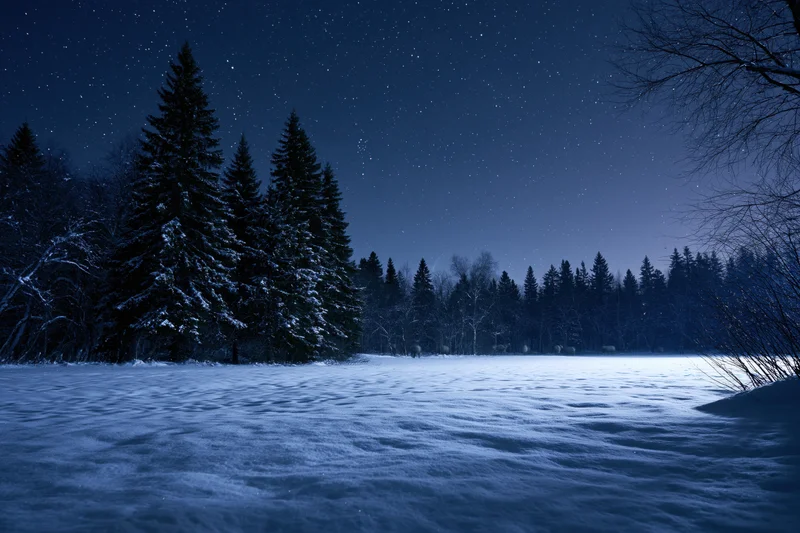 Snow-covered pine and deciduous trees standing in a frozen lake under a starry night sky