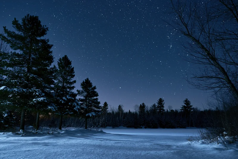 Snow-covered pine and deciduous trees silhouetted against a star-filled night sky over a frozen lake in a winter forest