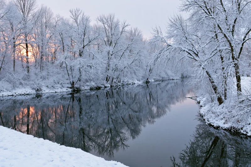Snow-covered bare trees lining a calm river reflecting the twilight sky in winter forest
