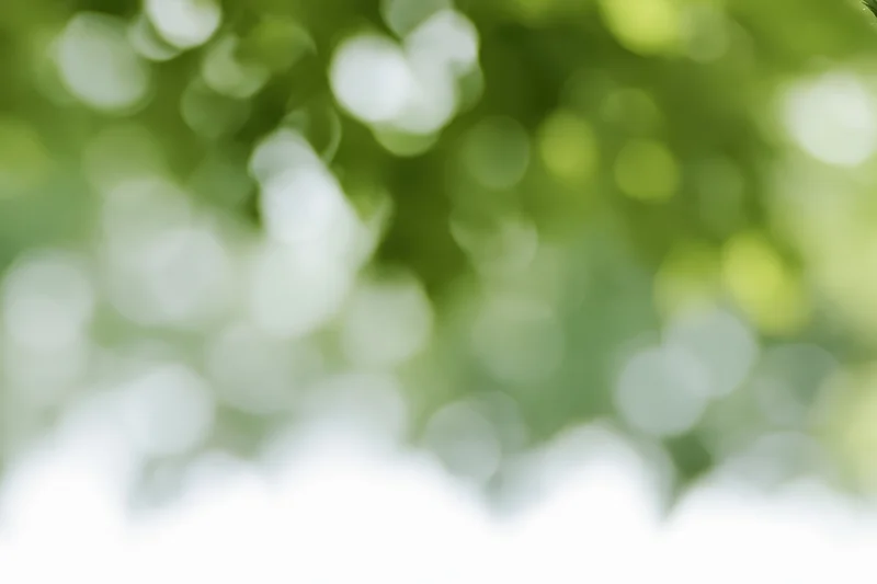 Soft bokeh background of out-of-focus green foliage with natural light and copyspace at bottom