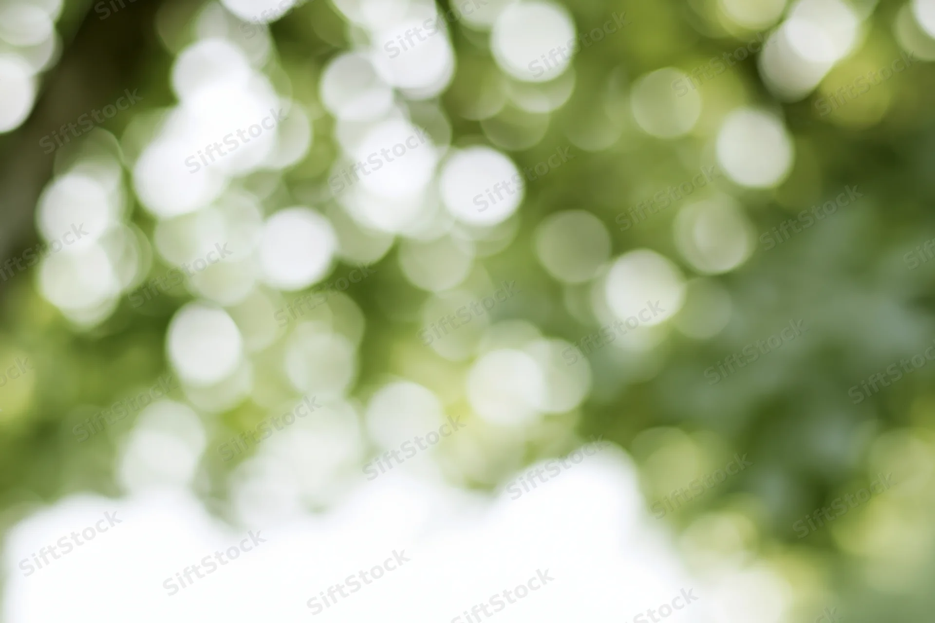 Soft bokeh of out-of-focus green foliage with dappled sunlight creating a natural background
