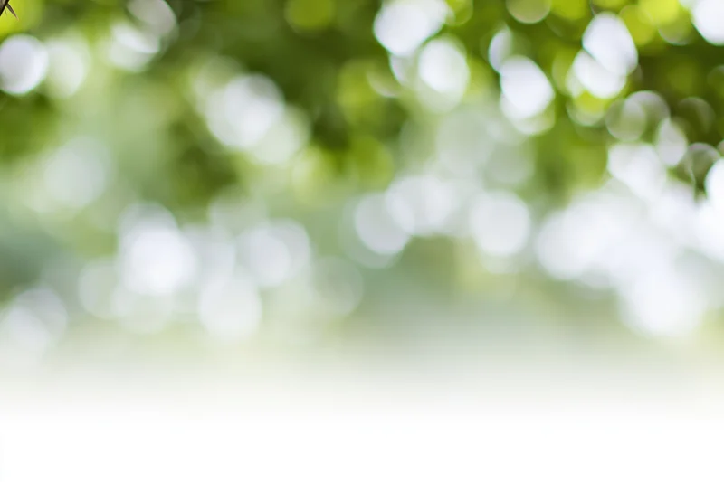 Soft bokeh background of out-of-focus green foliage with natural light and copyspace at bottom
