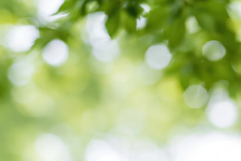 Soft bokeh of out-of-focus green foliage with dappled sunlight filtering through leaves in a natural outdoor setting