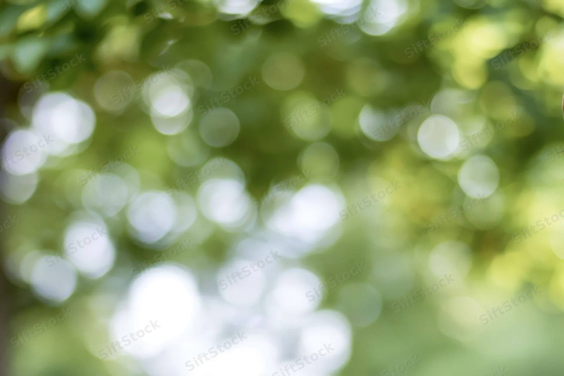 Soft bokeh background of out-of-focus green foliage with dappled sunlight filtering through leaves
