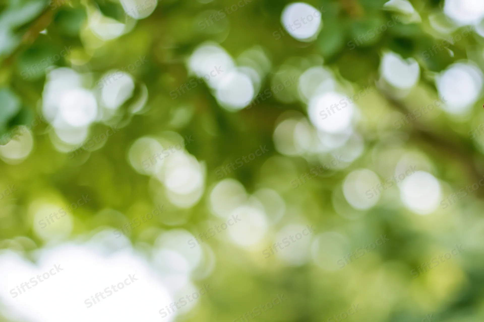 Soft bokeh of out-of-focus green foliage with dappled sunlight filtering through leaves in a natural outdoor setting