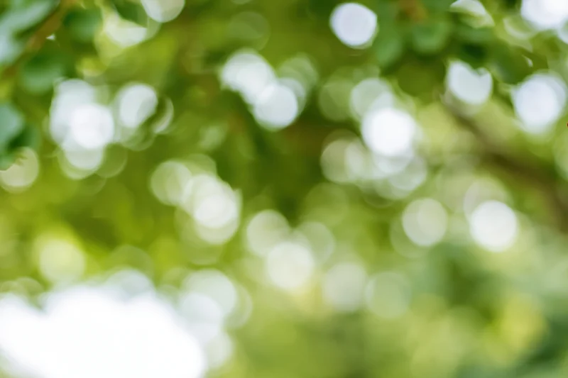 Soft bokeh of out-of-focus green foliage with dappled sunlight filtering through leaves in a natural outdoor setting